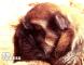 松狮犬幼犬图片刚出生的冠军级松狮犬TIGERSS虎妞松狮母犬图片