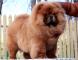 松狮犬幼犬图片未来冠军级松狮种公坦克松狮公犬图片