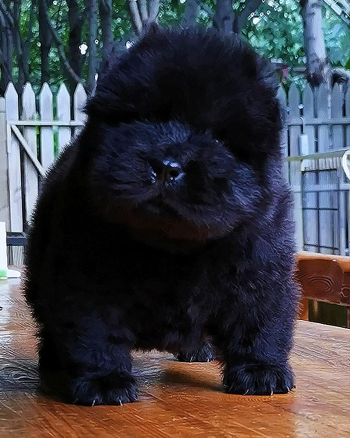 出售黑色纯种松狮幼犬母犬 特价出售黑色纯种松狮幼犬母犬-图片2